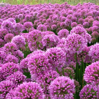 (Look) Allium Millenium