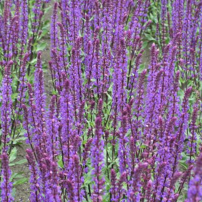 (Salie) Salvia Caradonna