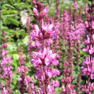 (Salie) Salvia Merleau Rose