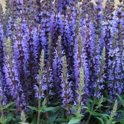 (Salie) Salvia Merleau Blue