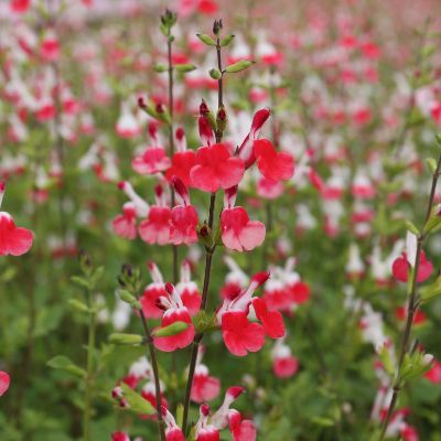 (Salie) Salvia Hot Lips