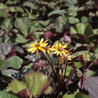(Kruiskruid) Ligularia Midnight Lady
