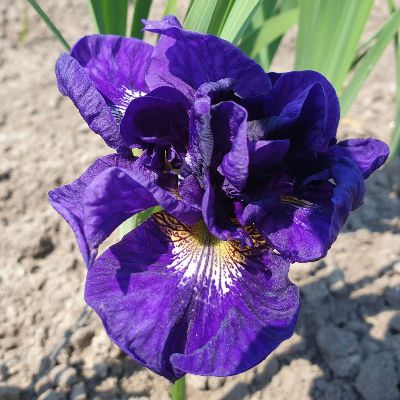 (Lis) Iris Sibirica Kabluey