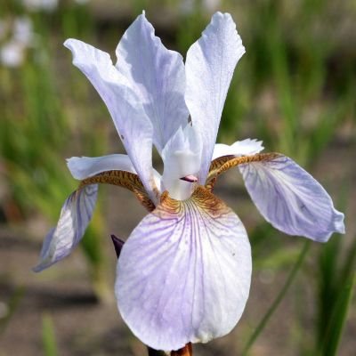 (Lis) Iris Sibirica Lavender Bounty