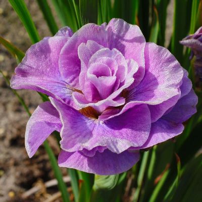 (Lis) Iris Sibirica Pink Parfait
