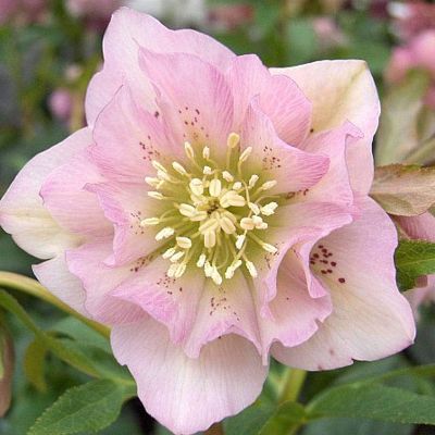 (Nieskruid) Helleborus Double Ellen Pink