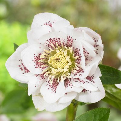 (Nieskruid) Helleborus Double Ellen White Spotted