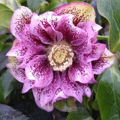 (Nieskruid) Helleborus Double Ellen Pink Spotted