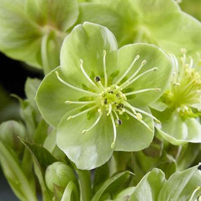 (Nieskruid) Helleborus Emerald Green