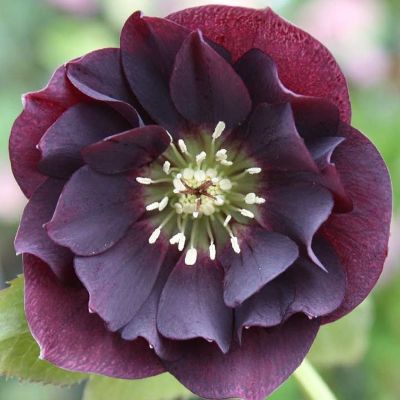 (Nieskruid) Helleborus Double Ellen Purple