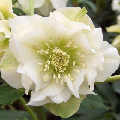 (Nieskruid) Helleborus Double Ellen White