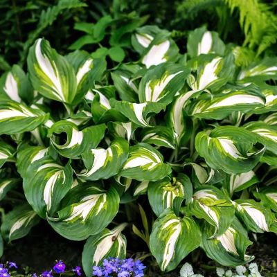 (Hartlelie) Hosta Undulata Mediovariegata