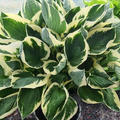 (Hartlelie) Hosta Minuteman