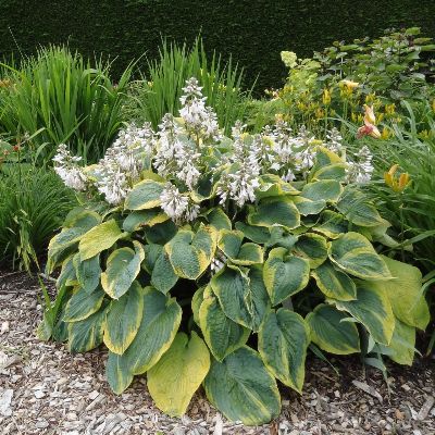 (Hartlelie) Hosta Frances Williams