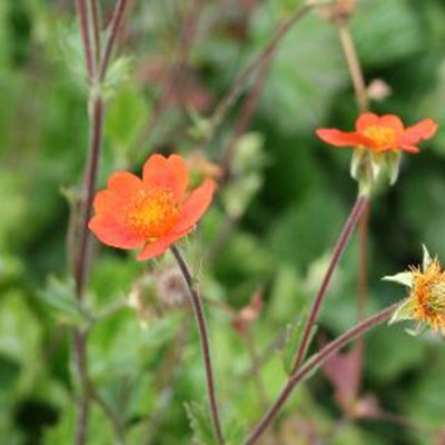 (Nagelkruid) Geum Borissii