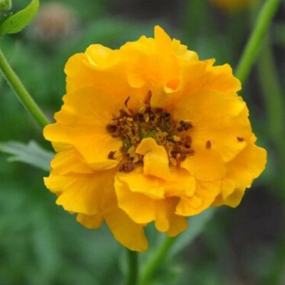 (Nagelkruid) Geum Stratheden