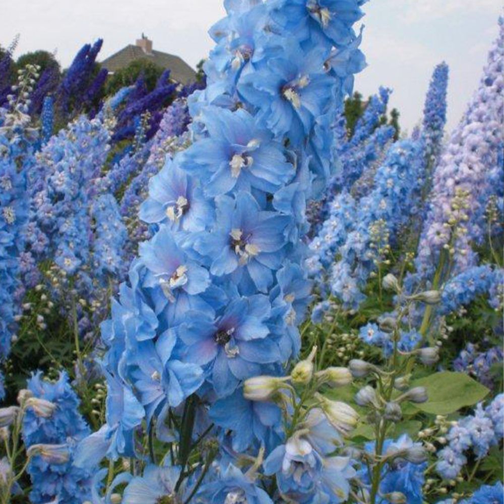 (Ridderspoor) Delphinium Magic Fountain Sky Blue White Bee