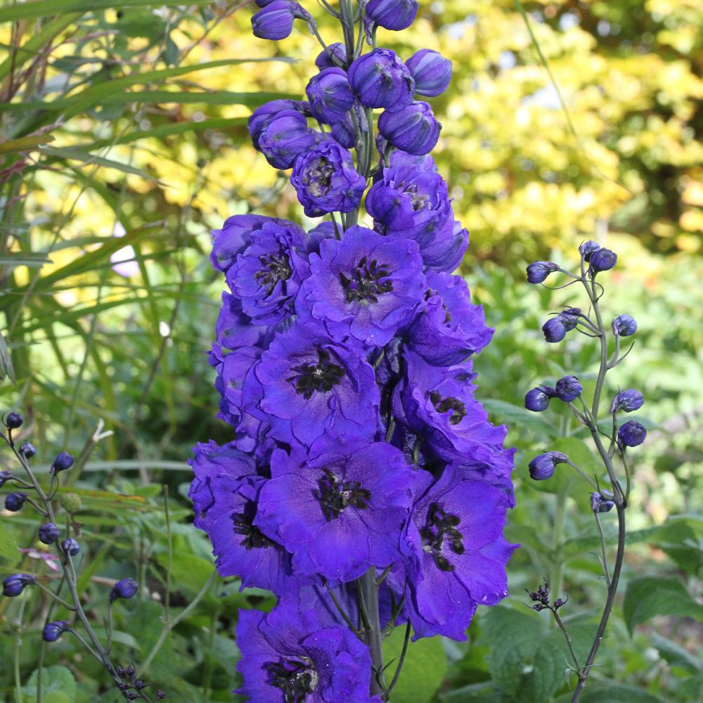 (Ridderspoor) Delphinium Magic Fountain Dark Blue Dark Bee