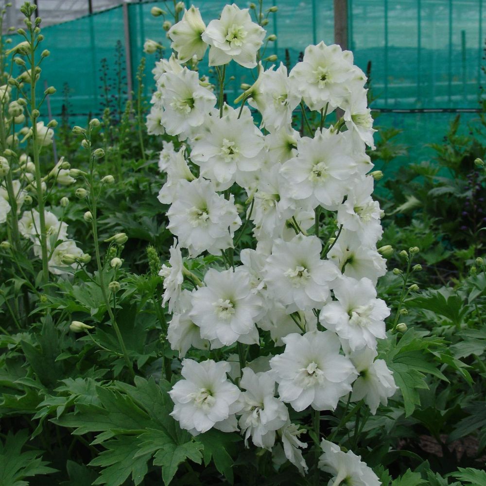 (Ridderspoor) Delphinium Magic Fountain Pure White