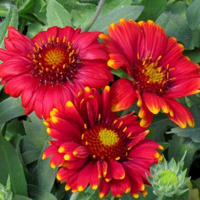 (Kokardebloem) Gaillarda Arizona Red Shades