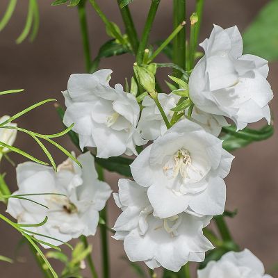 (Klokje) Campanula La Bonne Amie