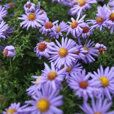 (Aster) Aster Prof. Anton Kippenberg