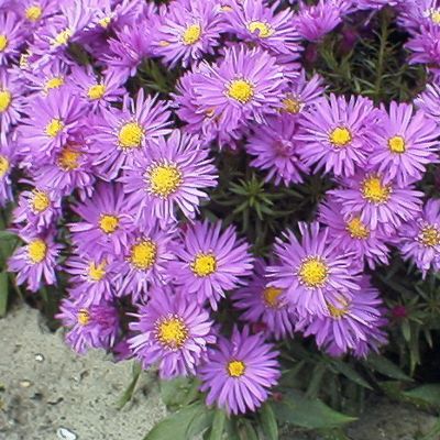 (Aster) Aster Blaue Lagune
