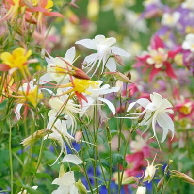 (Akelei) Aquilegia McKana Hybrids Mix