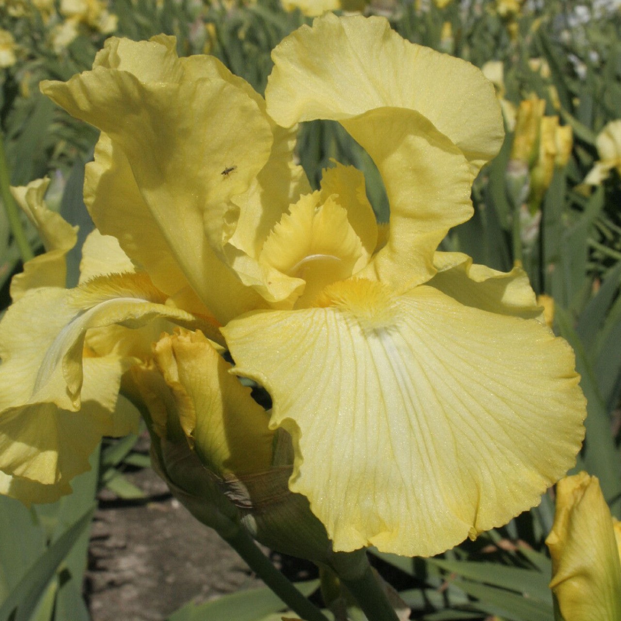 (Lis) Iris Germanica Harvest of Memories