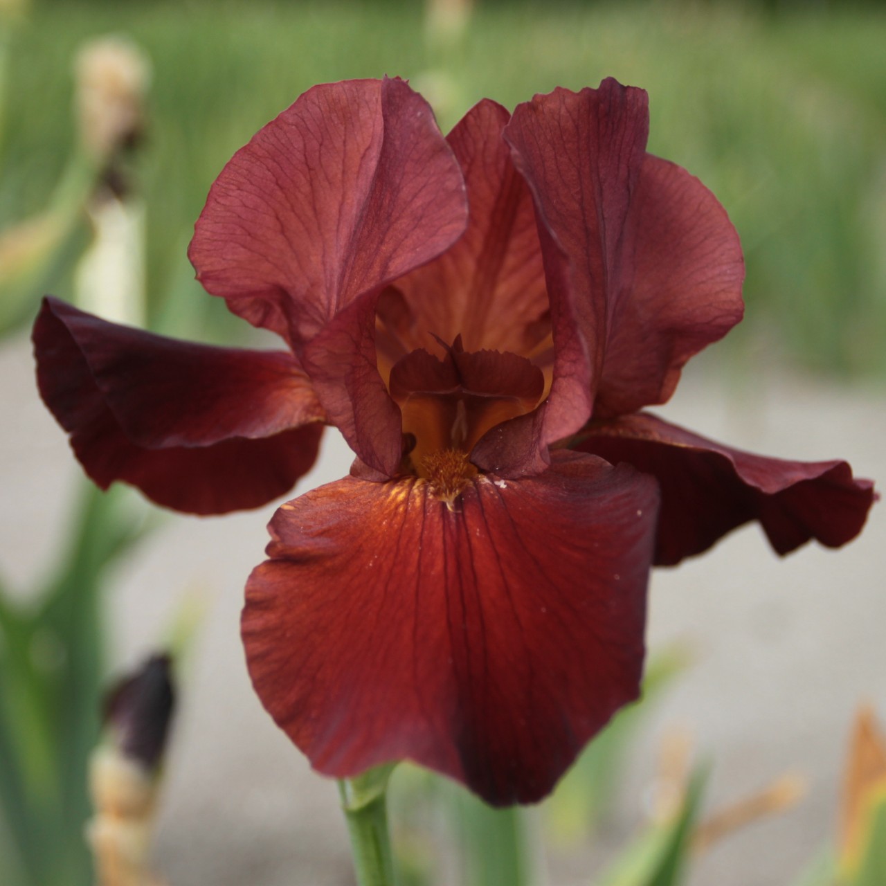 (Lis) Iris Germanica Sultan's Palace