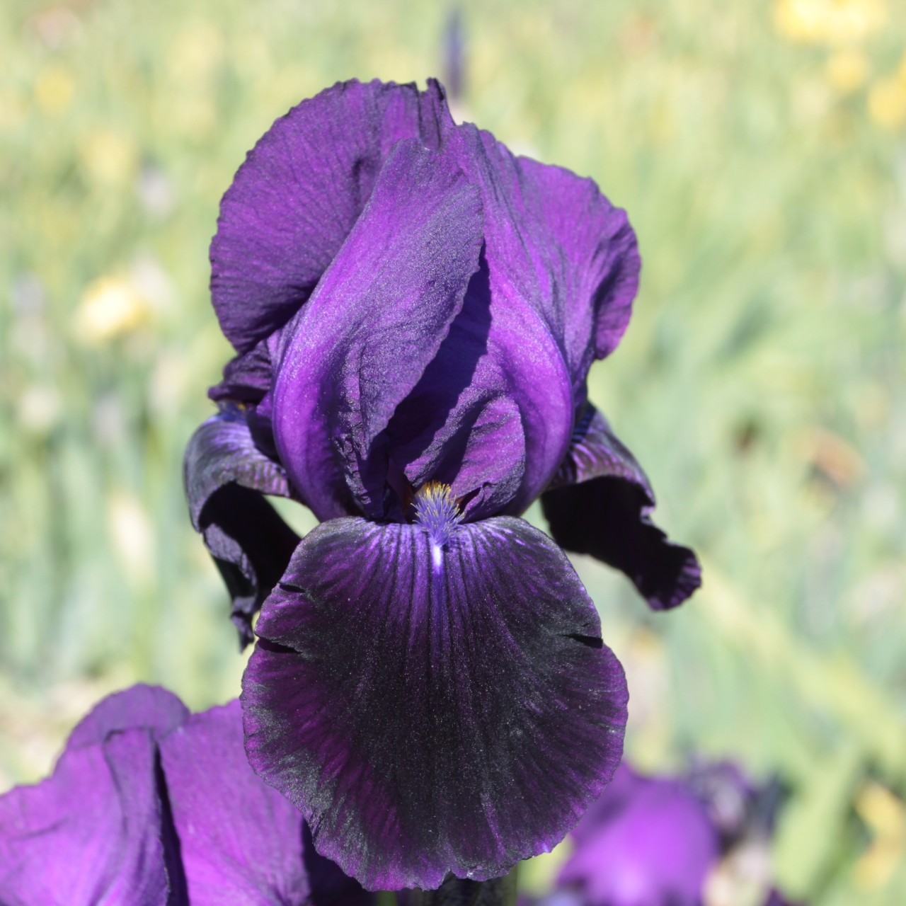 (Lis) Iris Germanica Sable