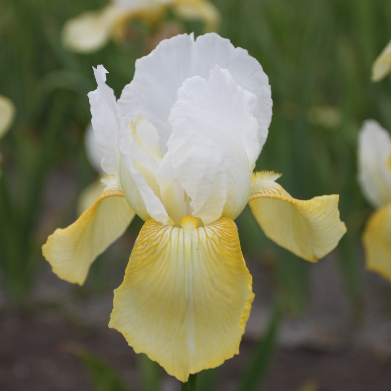 (Lis) Iris Germanica Pinnacle