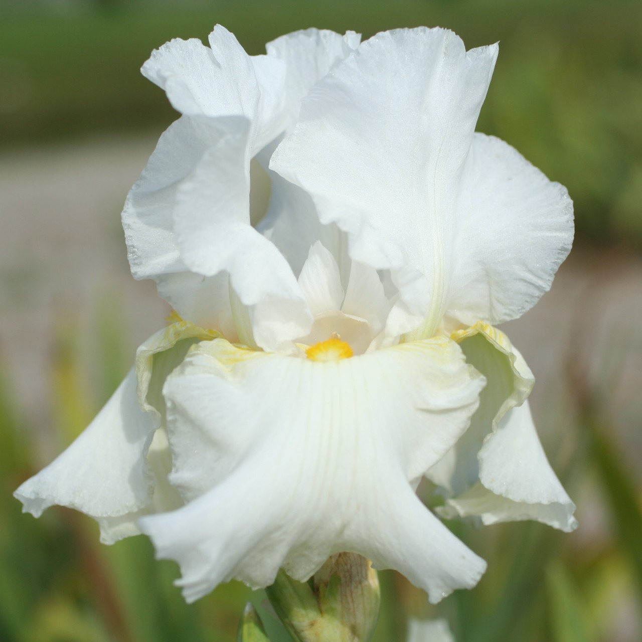 (Lis) Iris Germanica Glowing Seraphin