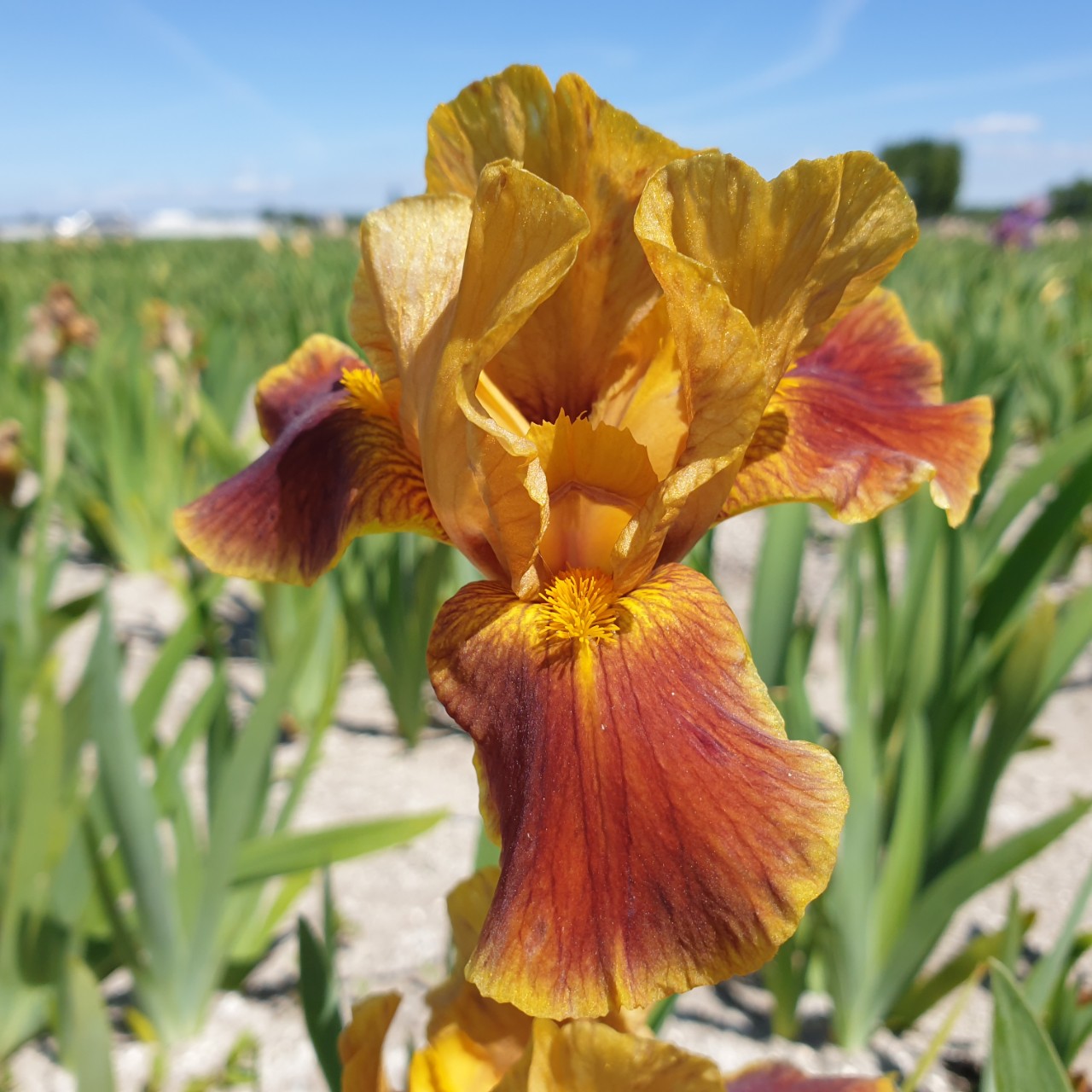 (Lis) Iris Germanica Hissy Fit