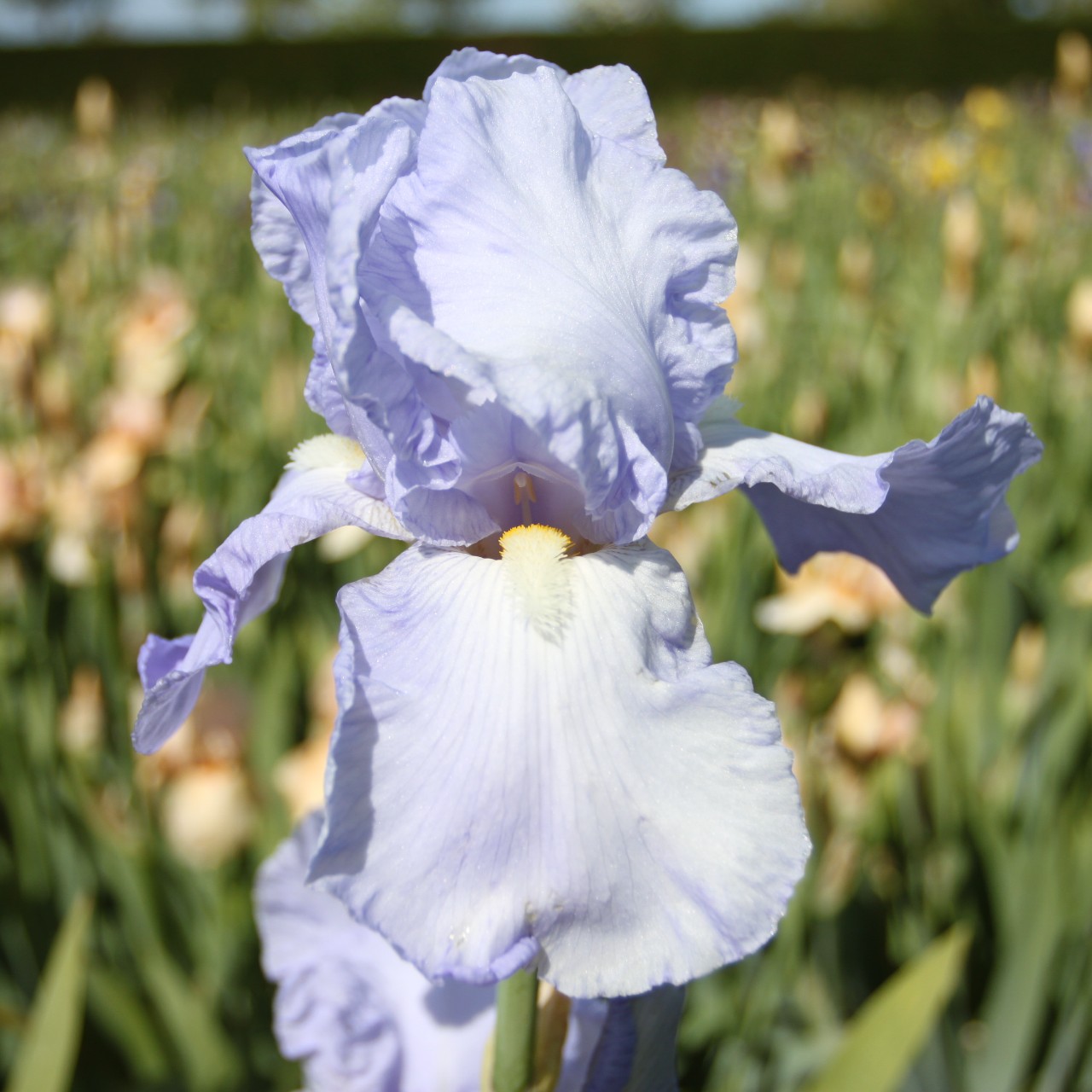 (Lis) Iris Germanica Blue Sapphire