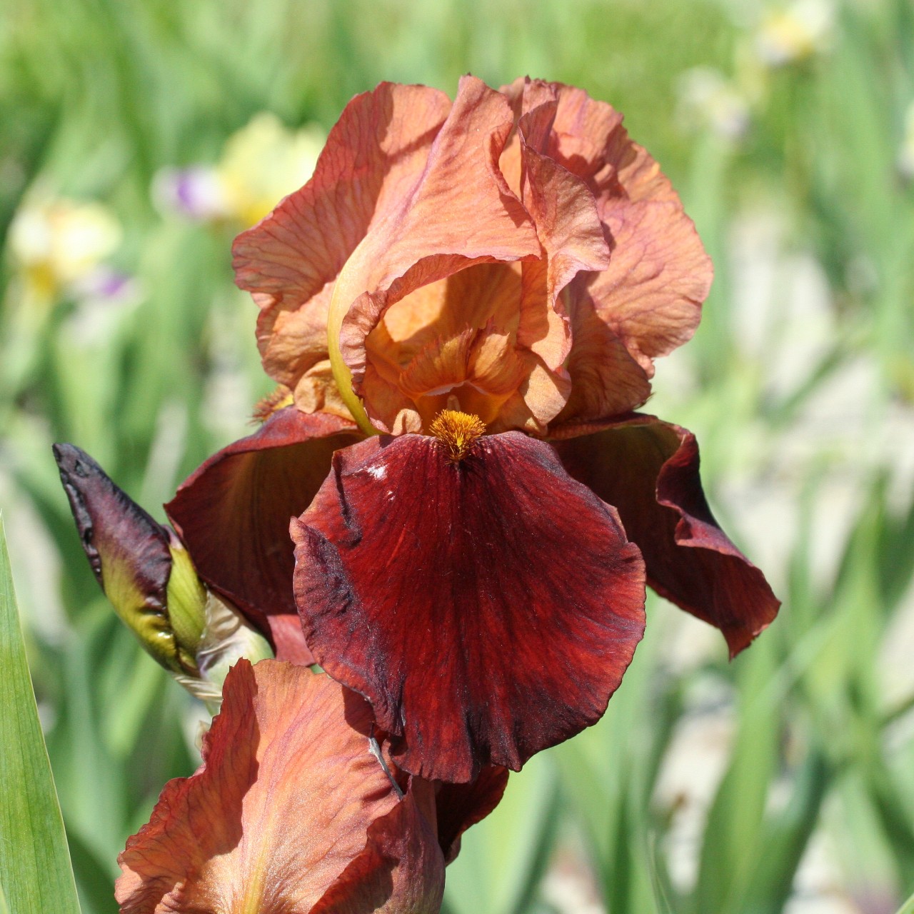 (Lis) Iris Germanica Natchez Trace