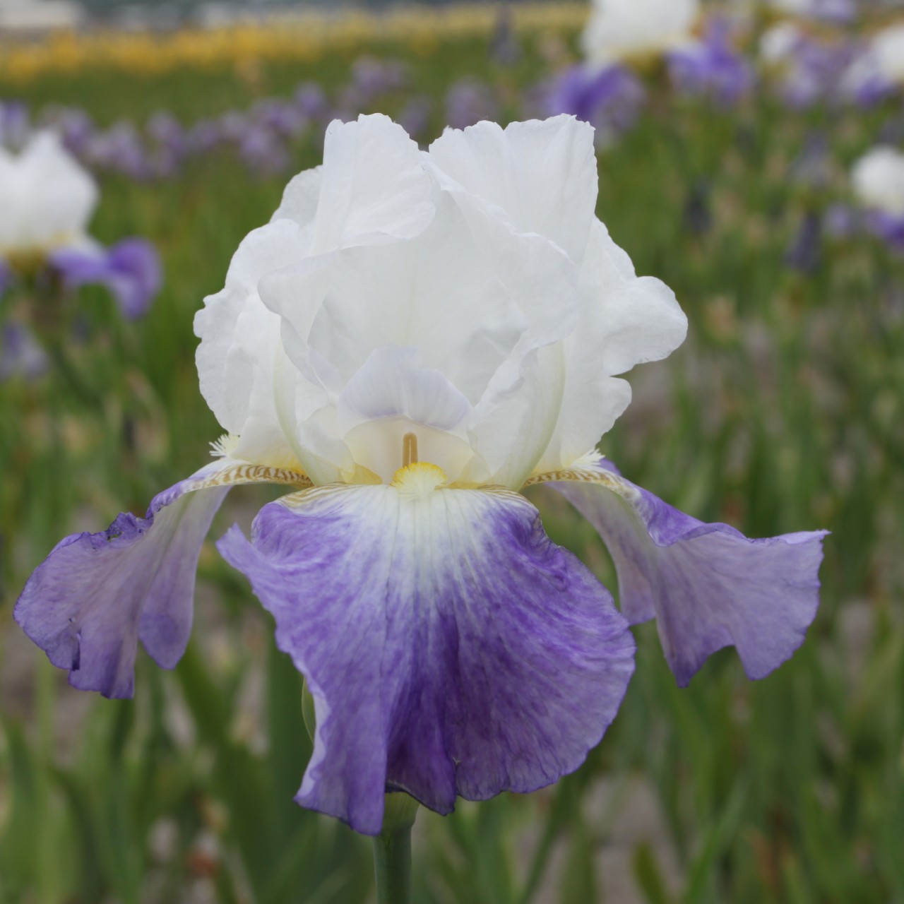 (Lis) Iris Germanica Mission Ridge