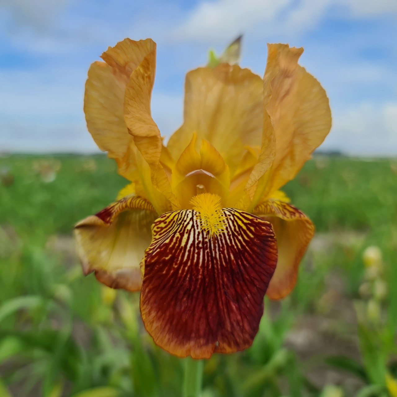 (Lis) Iris Germanica Howard Weed