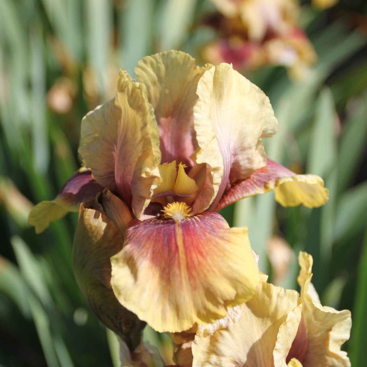 (Lis) Iris Germanica Oklahoma Bandit