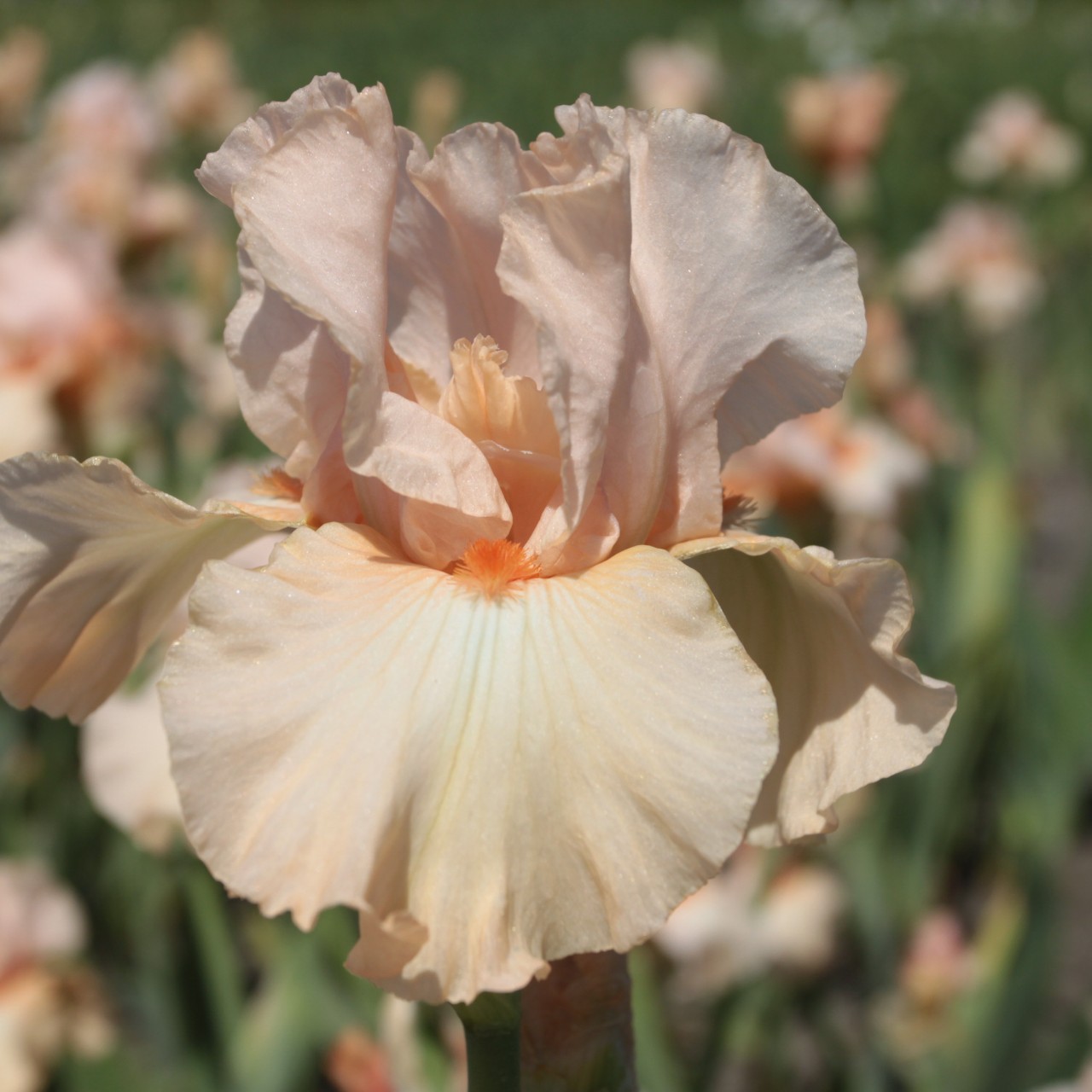 (Lis) Iris Germanica Orange Angel