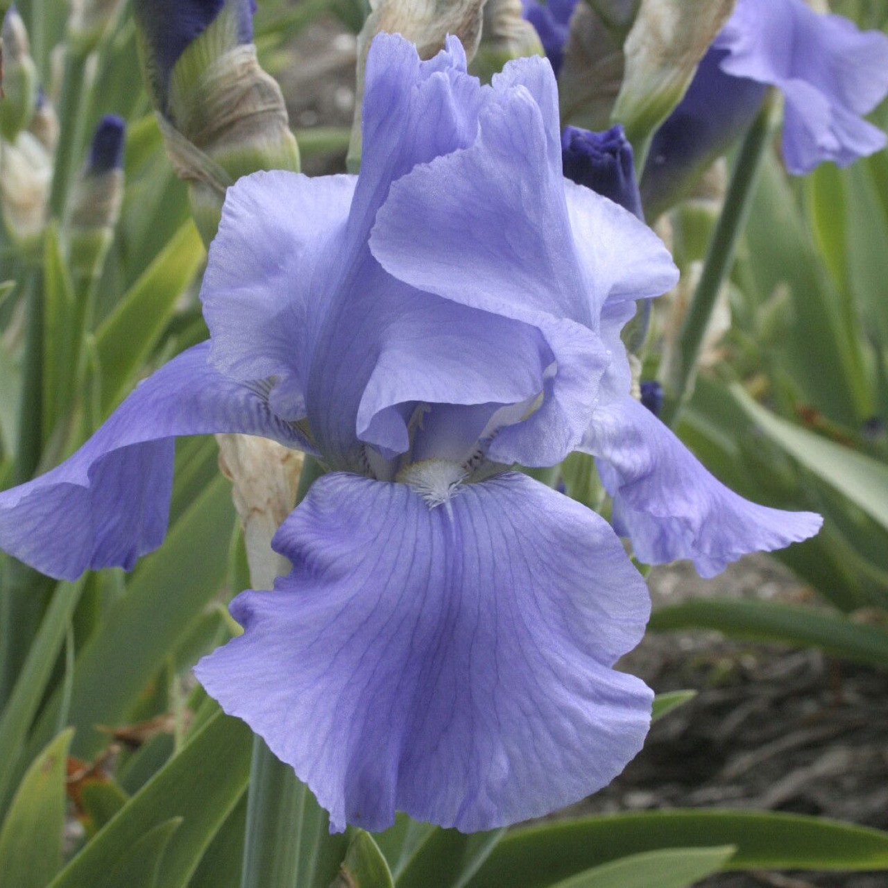 (Lis) Iris Germanica Sapphire Hills