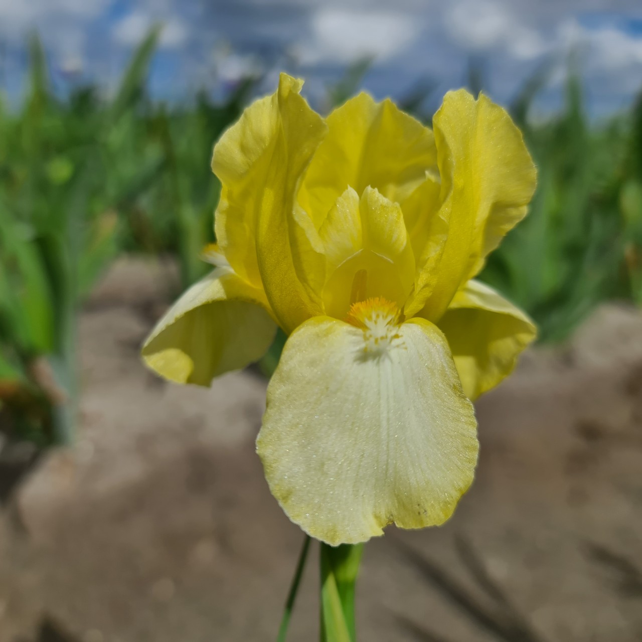 (Lis) Iris Germanica Blessed Again