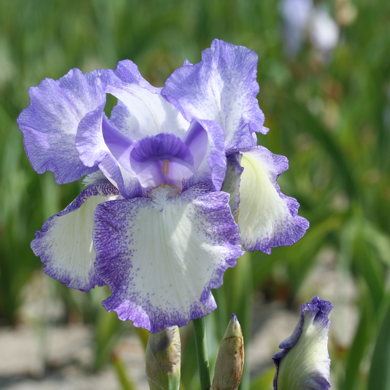 (Lis) Iris Germanica Mary's Delight