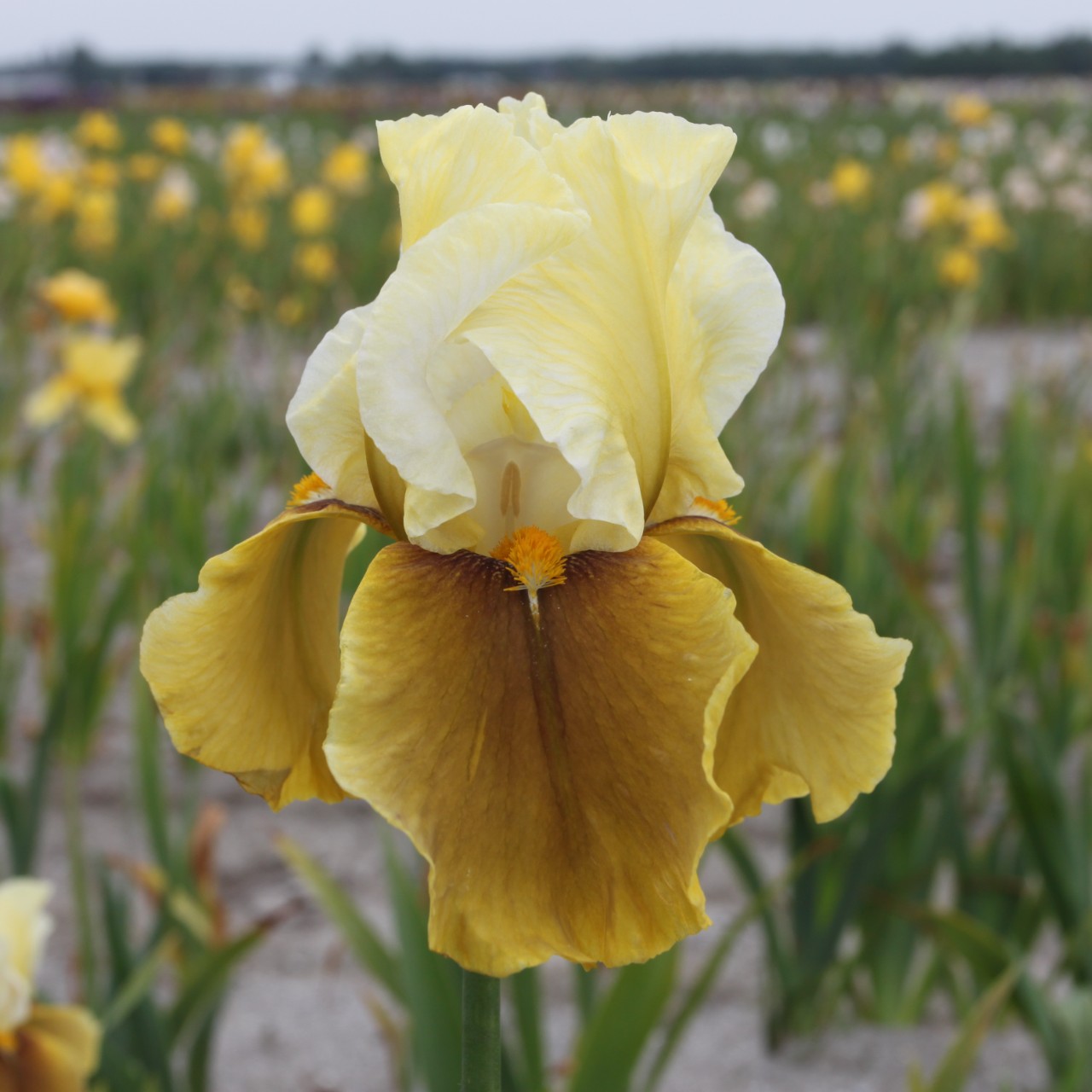 (Lis) Iris Germanica Bayberry Candle