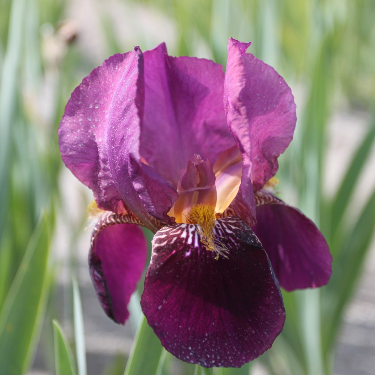 (Lis) Iris Germanica Senlac