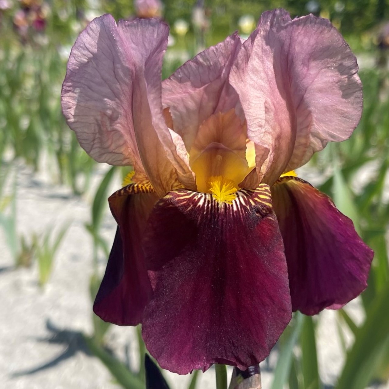(Lis) Iris Germanica Indian Chief
