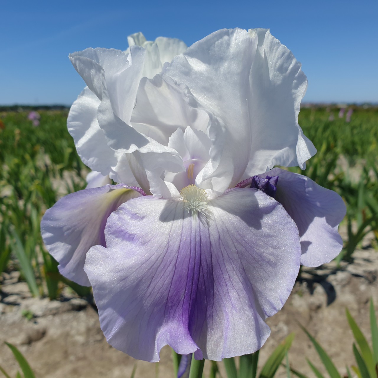 (Lis) Iris Germanica Latest Style