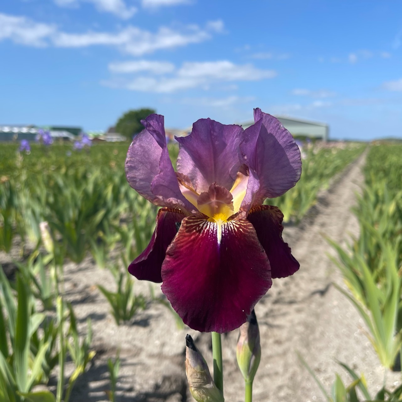 (Lis) Iris Germanica Wine and Roses