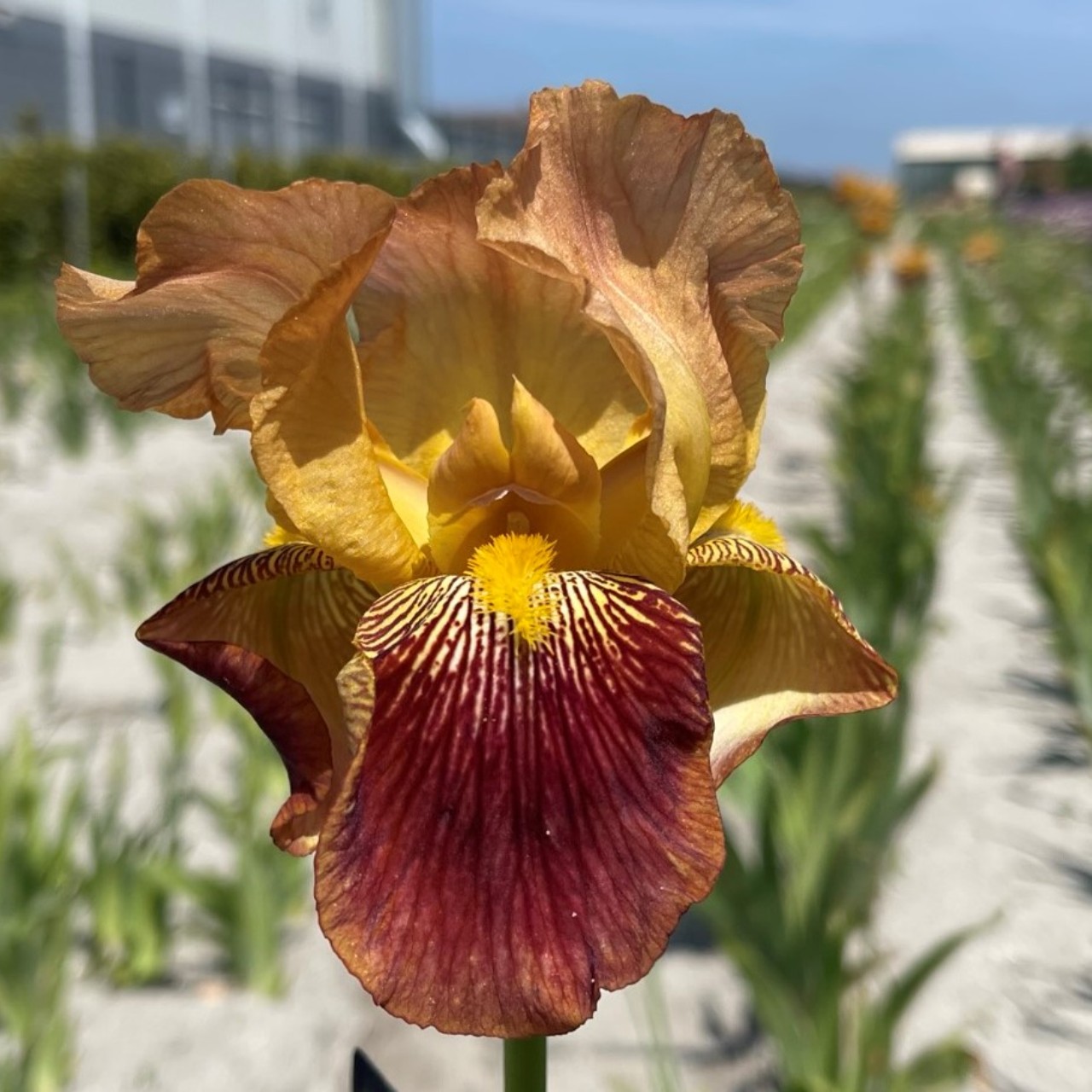 (Lis) Iris Germanica Bronze Charm