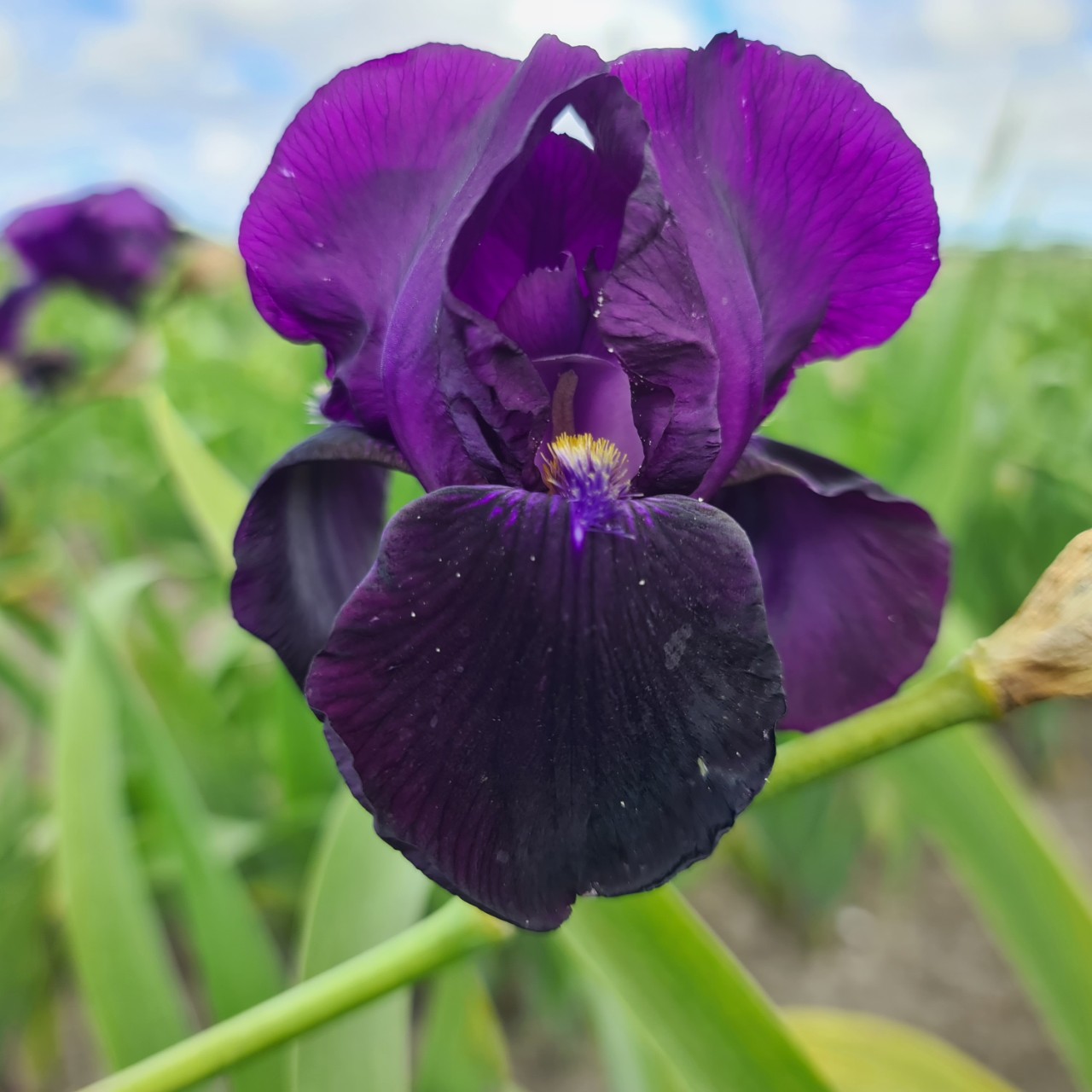 (Lis) Iris Germanica Black Swan